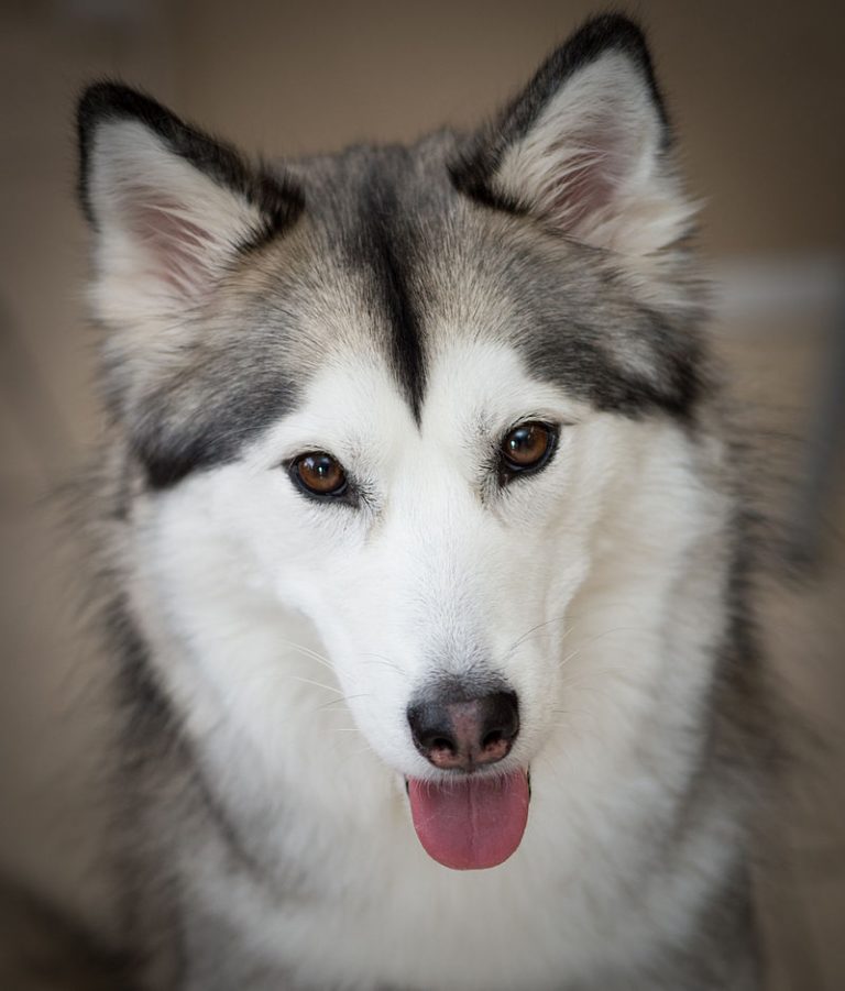 Who Let the Dogs Out? Asian Dog Breeds Appearing at the Westminster ...